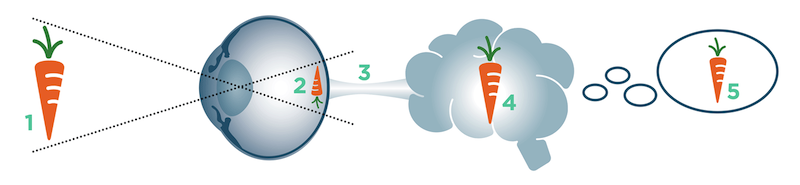 Cómo proyecta las imágenes el sistema ocular del caballo