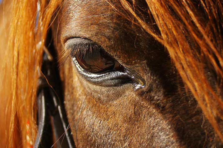 caballos-uveitis-715