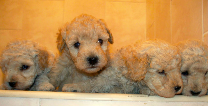 Caniche y úlceras tórpidas