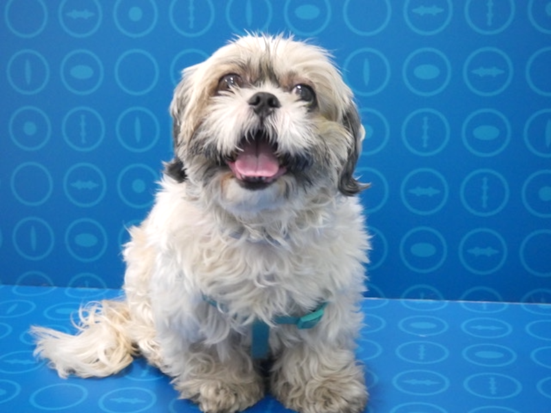 Perro tratado de úlcera corneal con cross linking