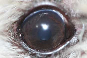 Caso ojo seco en perro tratado con células madre