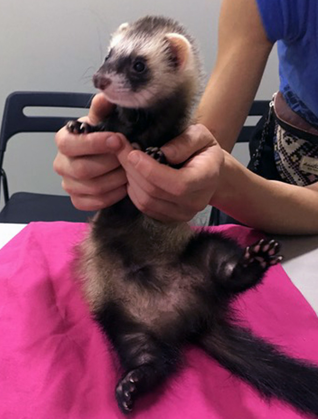 Problemas oculares en hurones