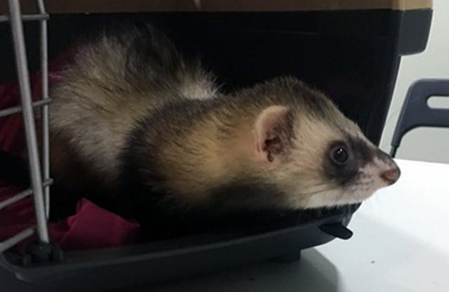 Hurón con queratits fúngica