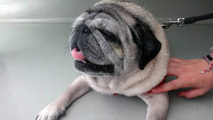 caso-queratitis-pigmentaria-carlino