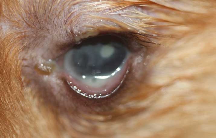 Perro con queratoconjuntivitis seca precirugía