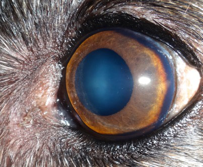 caso-thelazia-iman-galgo-post