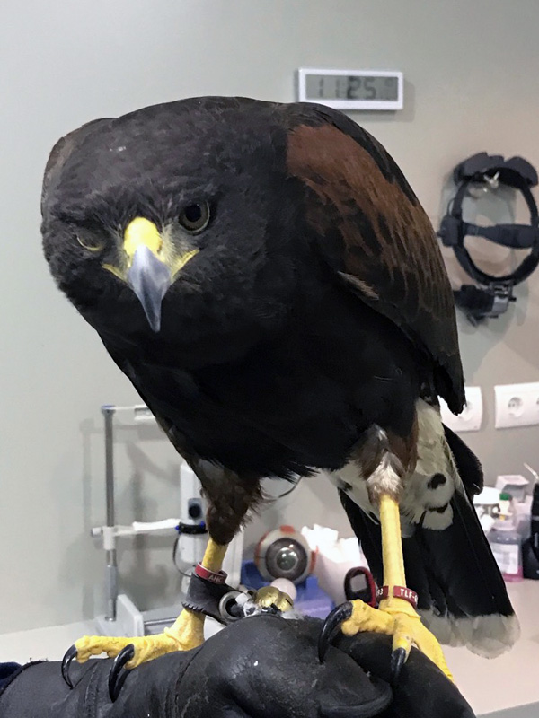 Herida o úlcera corneal en águila americana