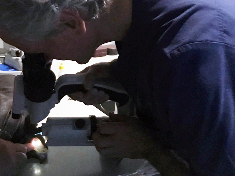 Revisión oftalmológica de una águila de harris