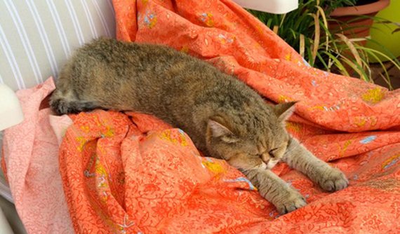 Gato con úlcera colagenasa o melting - Caso Bagheera