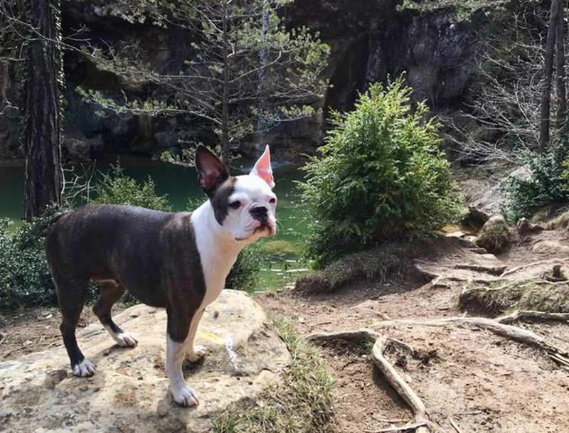 Caso úlcera indolente o del Bóxer - Postcirugia - Tara