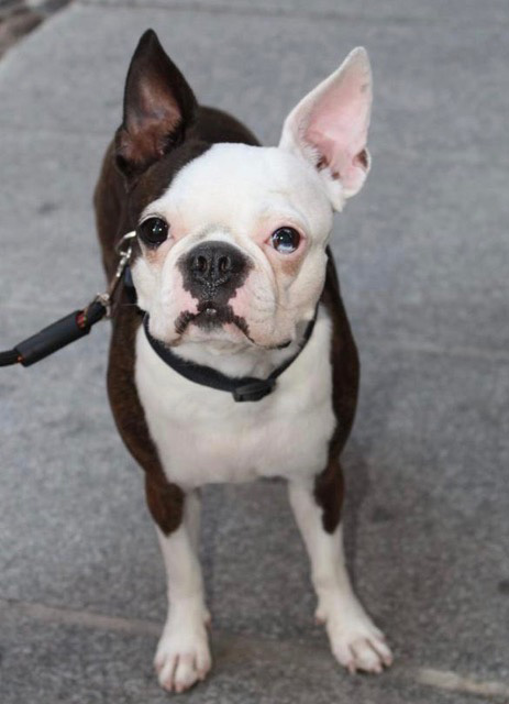 Caso úlcera indolente o del Bóxer - Tara