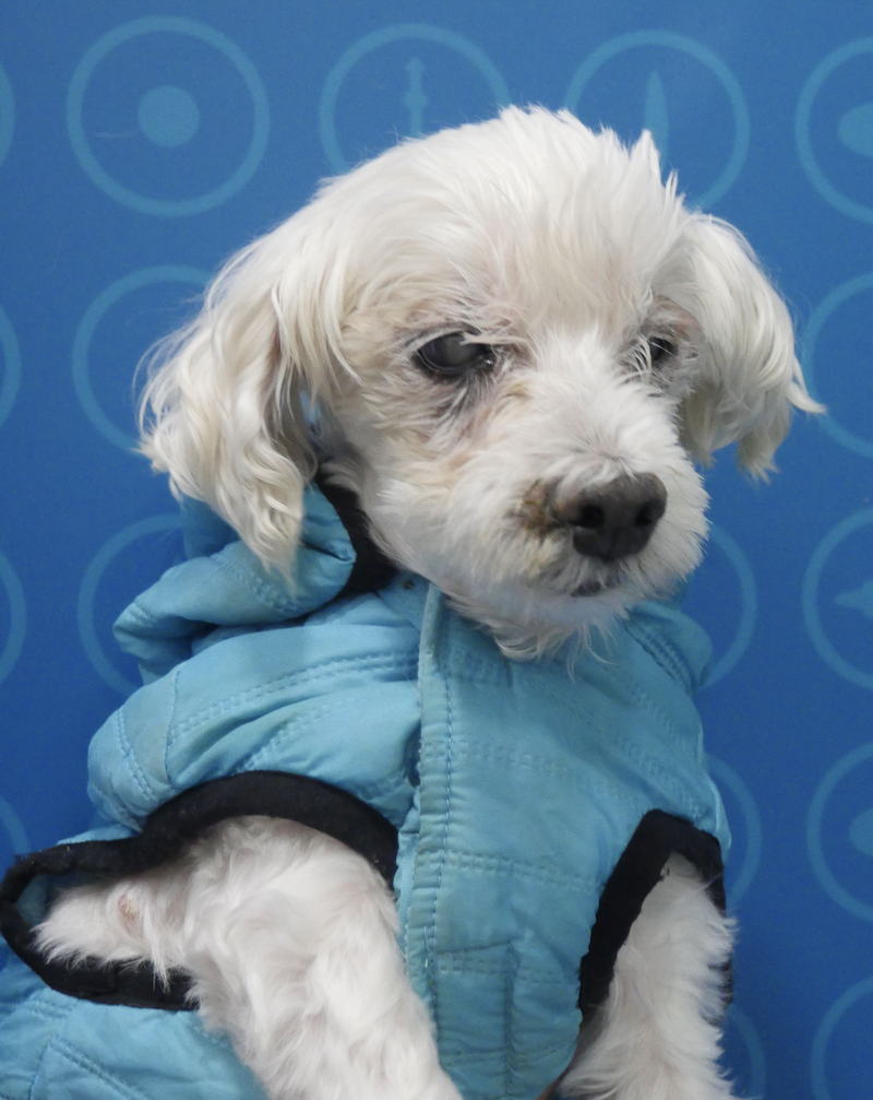 Perro con Uveítis hipertensiva - Nowy