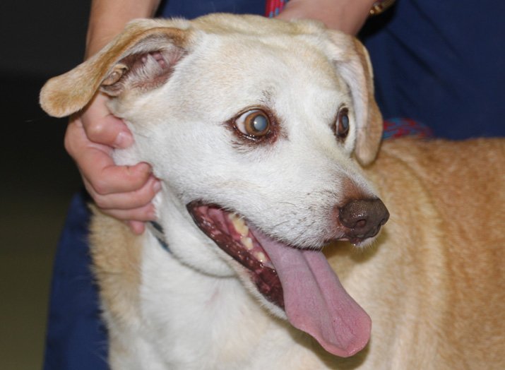 Catarata diabética en perro