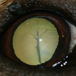 Cataratas congénitas en un perro.