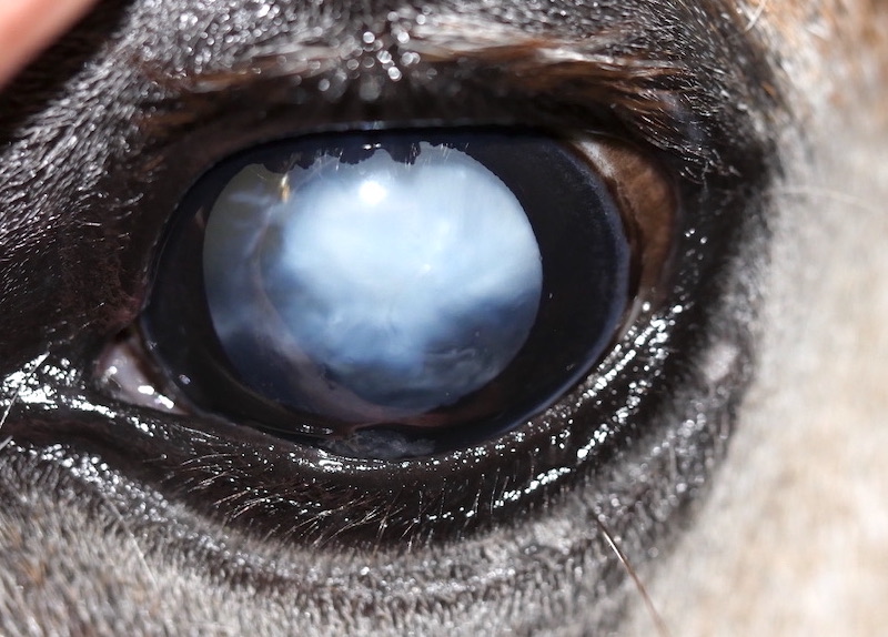 Ojo de caballo con cataratas