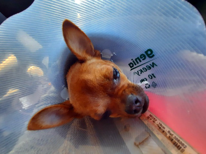 Perro con cilio ectópico - Caso Pelusa