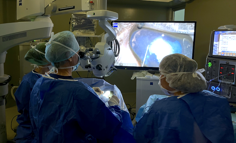 Cirugía de catarata bilateral de un cabrito en los quirófanos del IVO