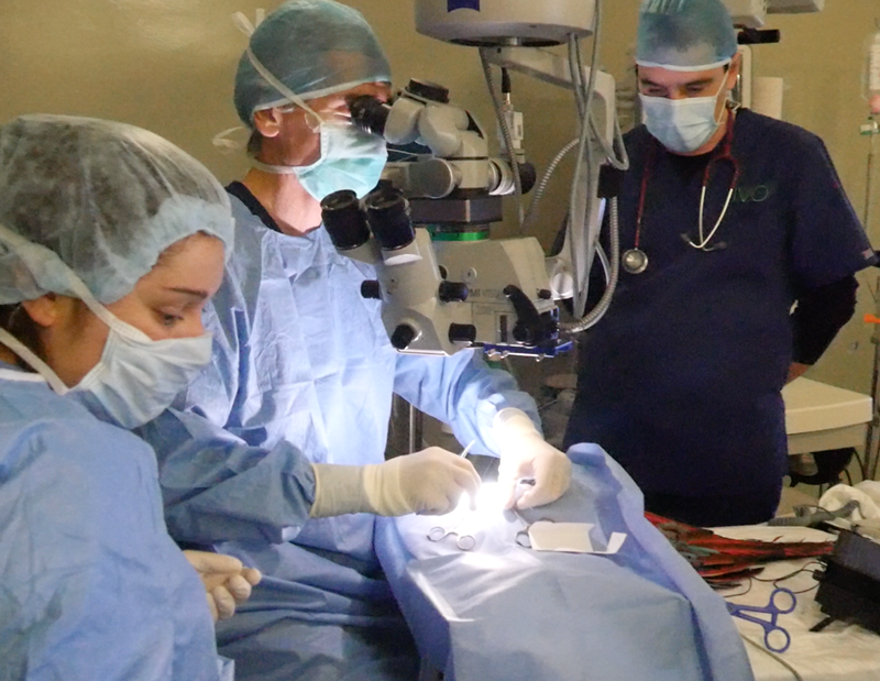 Cirugía de cataratas en un pájaro
