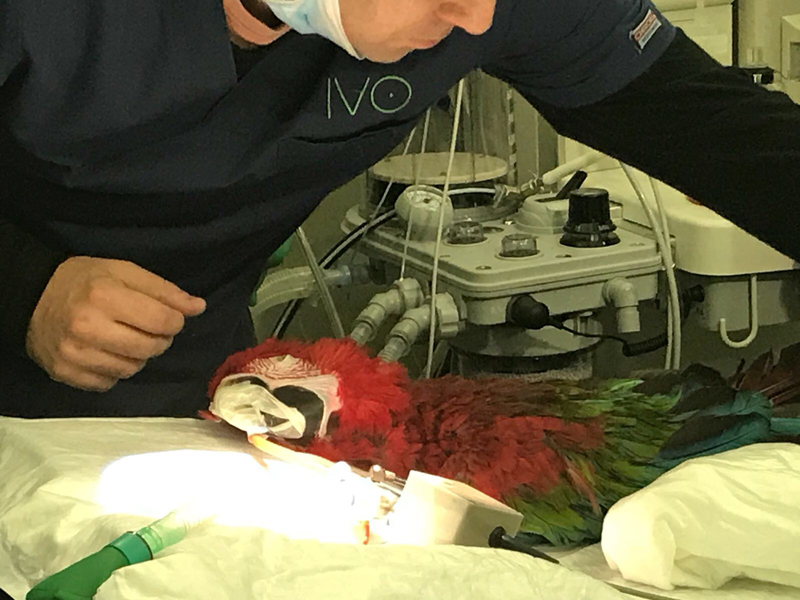 Cirugía de cataratas en un pájaro