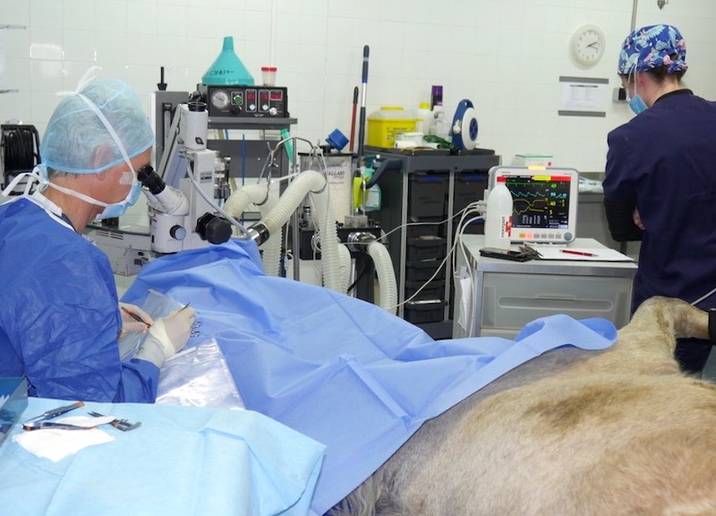 Queratoplastia en caballo