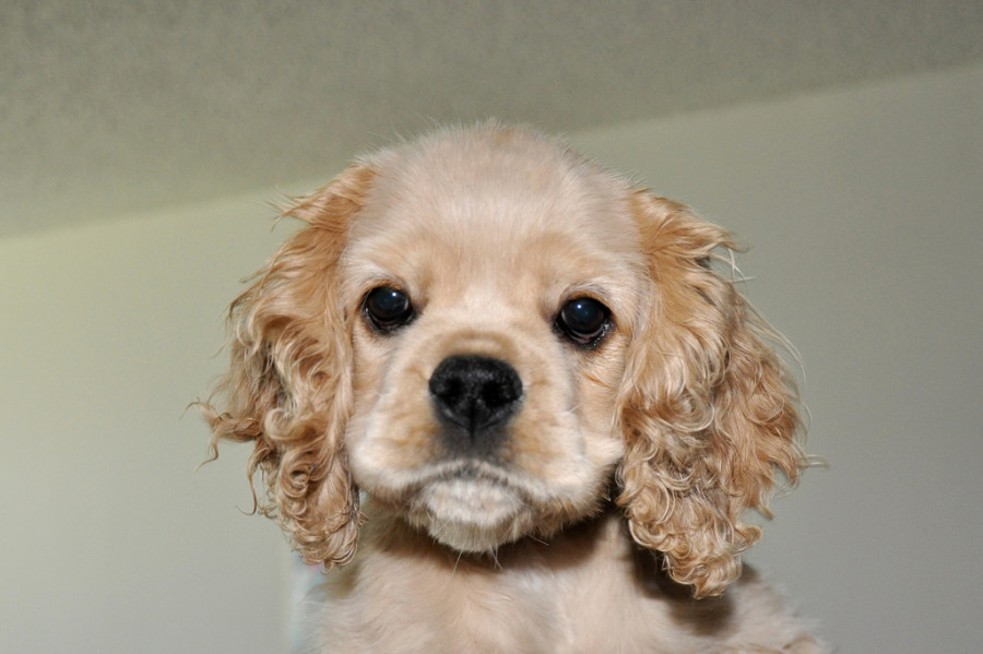 cocker-spaniel-by-Raffi-Asdourian