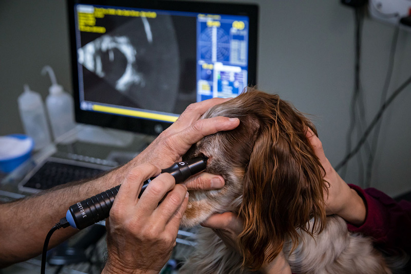 Colocación de la sonda para la realización de la ecografía ocular