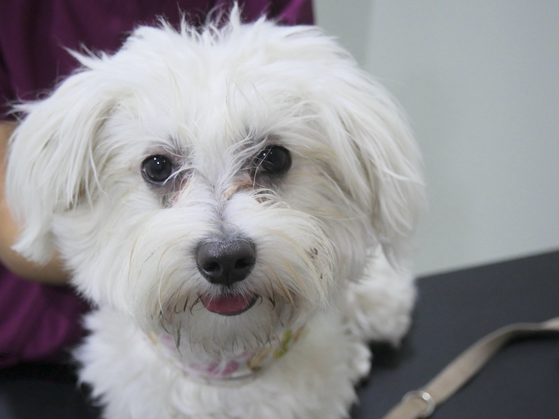 Caso de conjuntivitos folicular en un perro - Happy