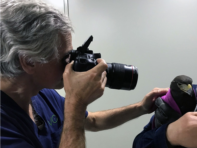 Revisión oftalmológica de una águila de harris