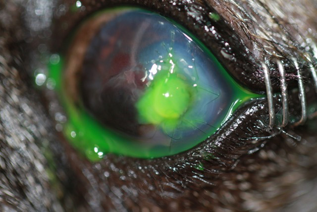 Ojo con perforación corneal post tratamiento quirúrgico con factores de crecimiento PRGF