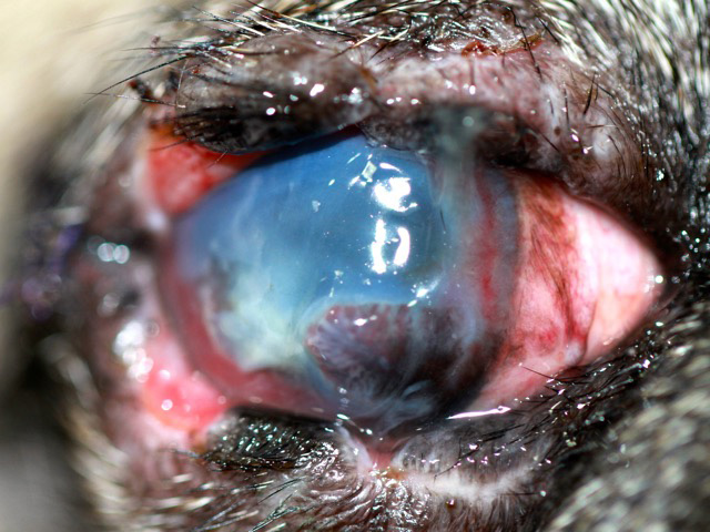 Ojo derecho de Iker con heridas palpebrales, úlcera estromal profunda, estrabismo divergente y queratitis pigmentaria