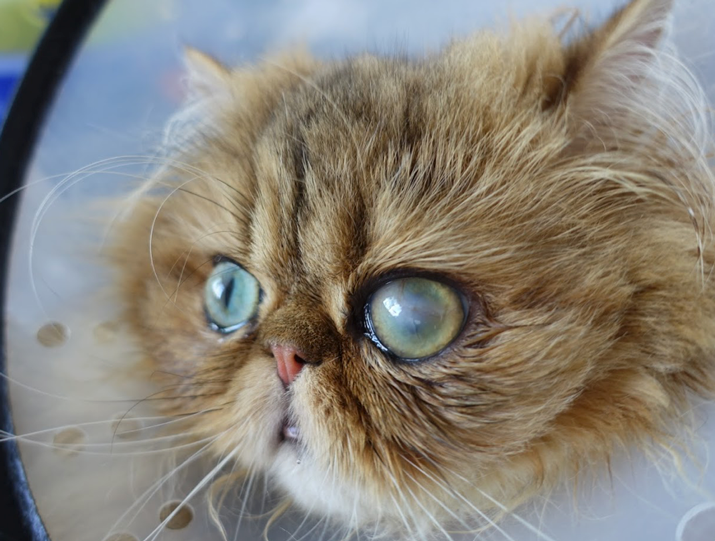 Úlcera corneal gato al mes de la cirugía