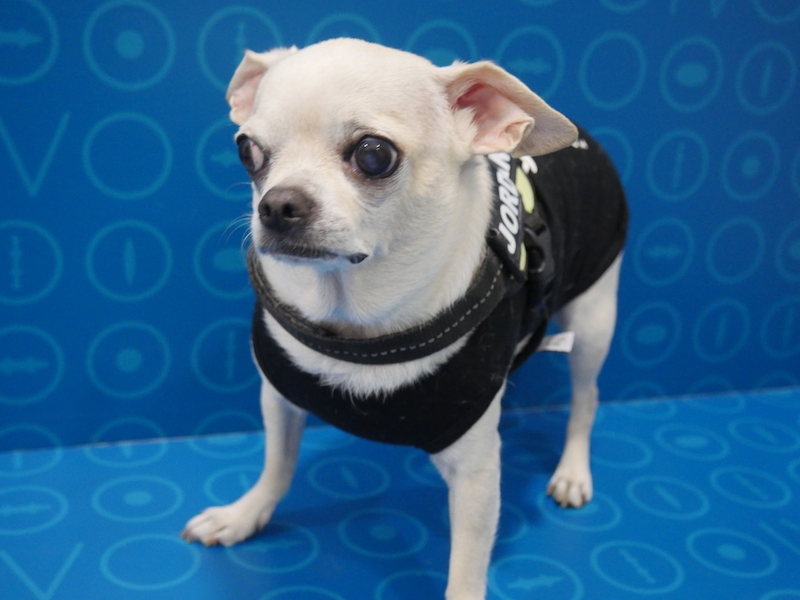 Úlcera corneal predescemética o Demestoceles en perro. Eolución.