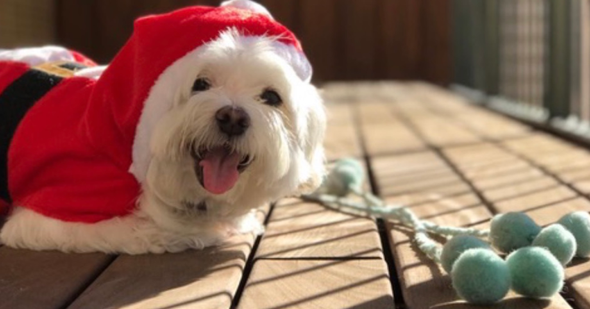 Distrofia lipídica corneal en perro - post tratamiento