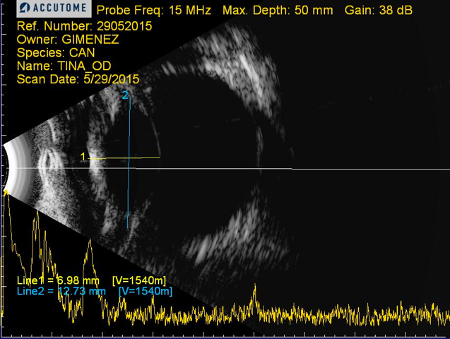 Ecografía cristalino perro