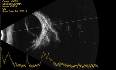 Ecografía ocular de un perro con desprendimiento de retina