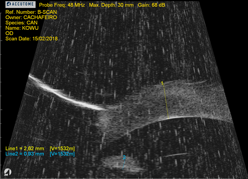 Ecografía ocular perro con ulceración por procesionaria