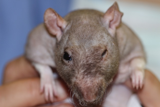 cirugia entropion en rata