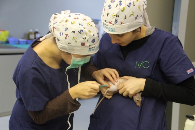 cirugia de entropion en una rata