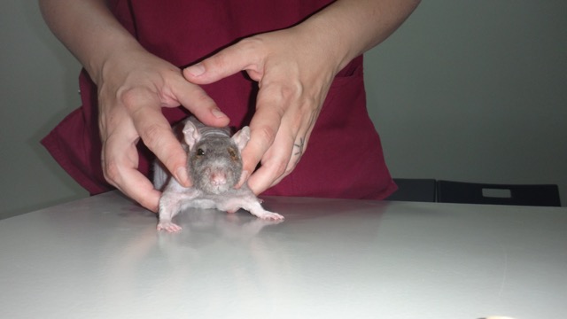 cirugia de entropion en una rata