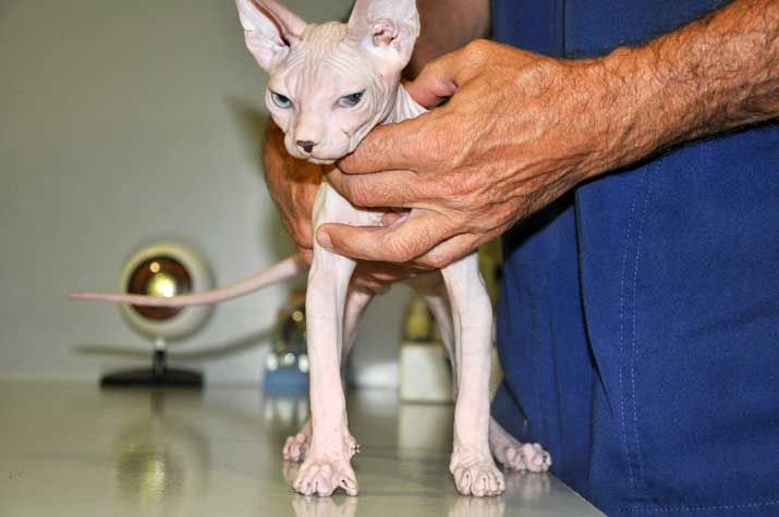 Persas, esfinge o himalaya, entre las razas más propensas a padecer secuestro corneal