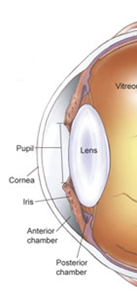 Cámara anterior de un ojo canino