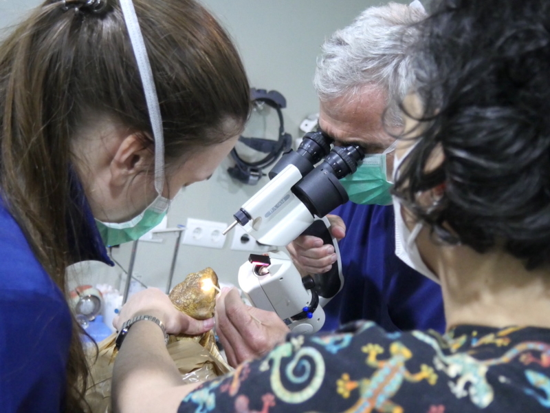 Exploración oftalmológica con lámpara de hendidura de una tortuga africana