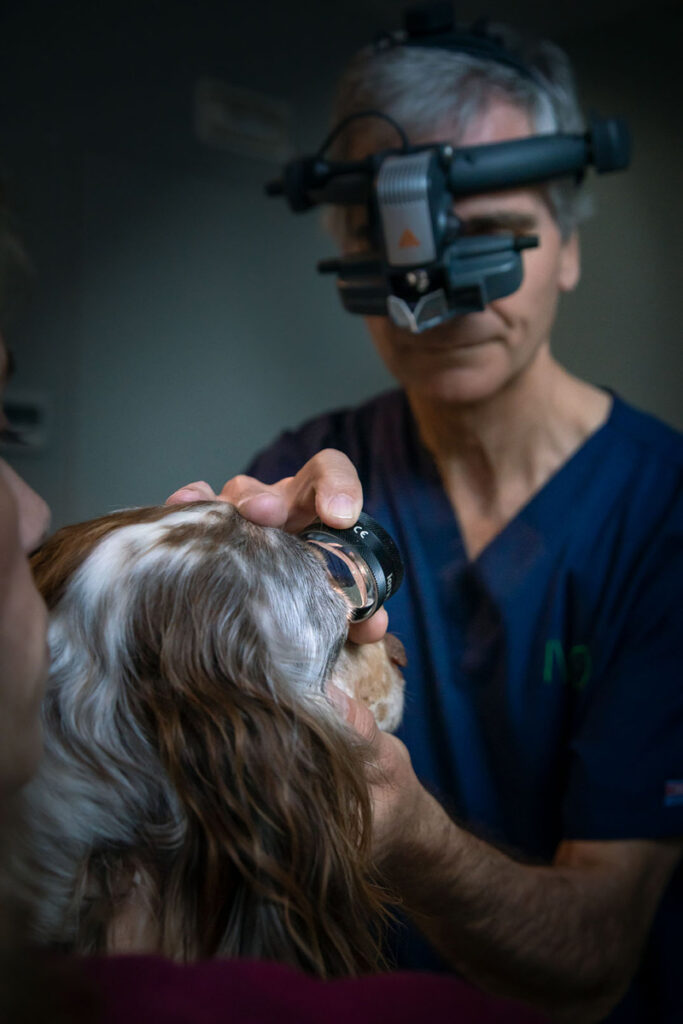 Veterinario realizando una exploración ocular a un perro con un oftalmoscopio indirecto. La imagen muestra al especialista con un dispositivo de exploración en la cabeza, mientras examina de cerca el ojo del animal con una lente de aumento.