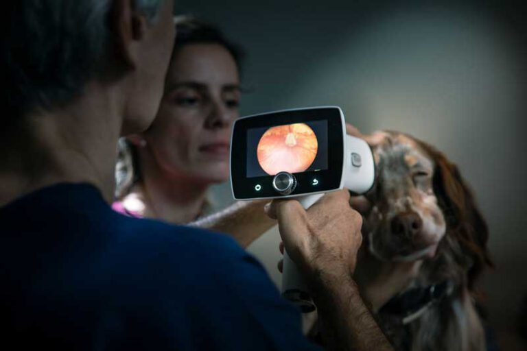 Veterinario Dr Paco Simó realizando una exploración del fondo del ojo a un perro mediante retinógrafo digital, con la imagen de la retina visible en la pantalla del dispositivo.