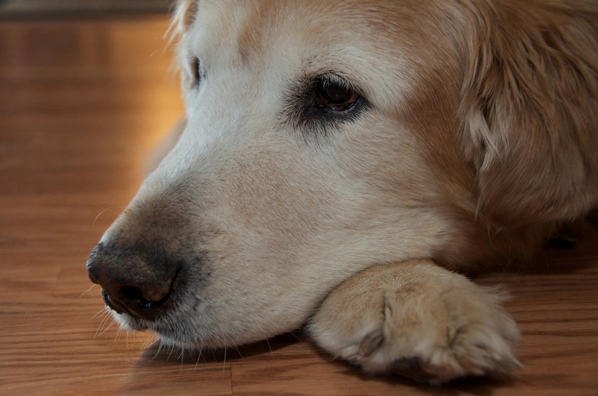 golden-retriever-Jordan-Pete-Markham