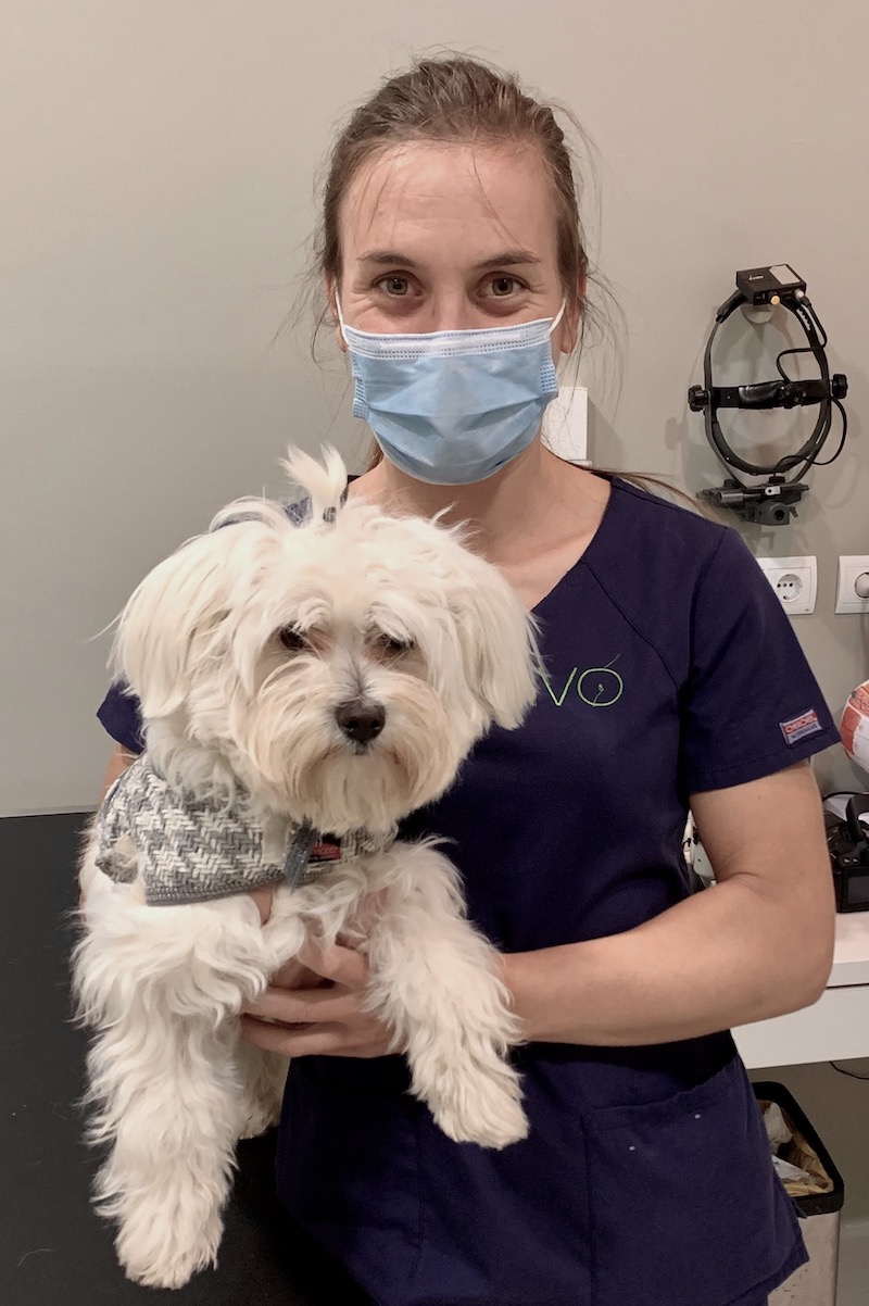 Bichon Maltés con conjuntivitis folicular tratado en el IVO - Happy