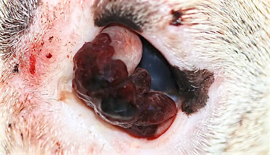 Hemangiosarcoma de gran tamaño en la membrana nictitante del ojo izquierdo de Pongo, de color rojo oscuro, con sangrado y aspecto granular.