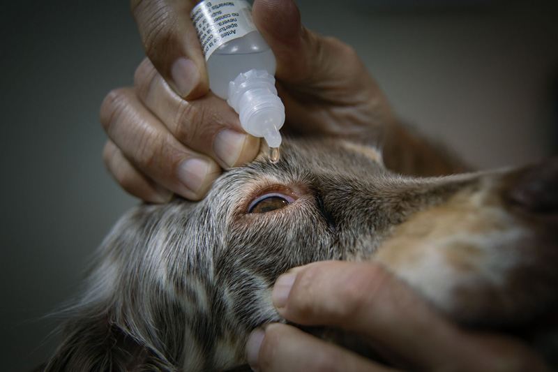 Instilación de colirio anestésico para la realización de pruebas oftalmológicas