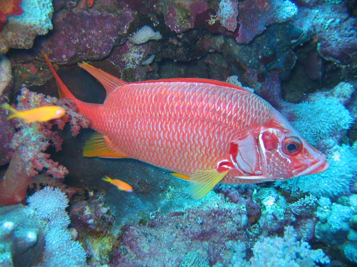 Los peces duermen con los ojos abiertos al no tener párpados