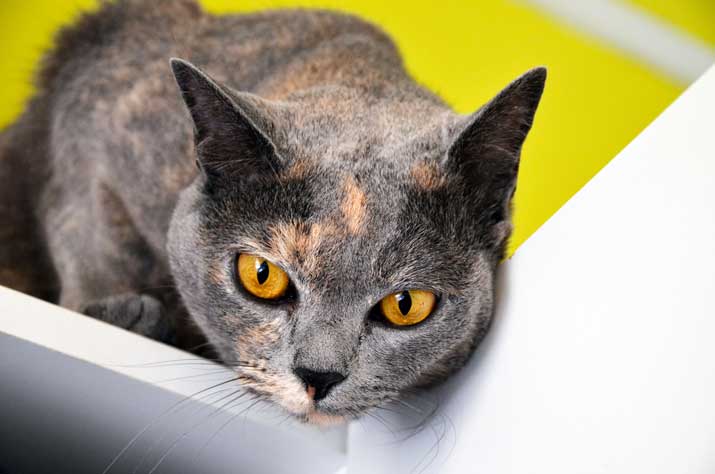 Primer plano de un gato con ojos amarillos intensos, apoyado sobre una superficie blanca con fondo amarillo difuminado.